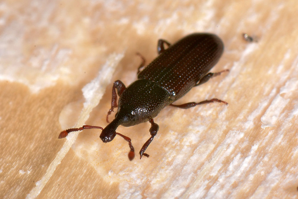 Curculionidae: Cossonus linearis